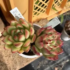 2025年最新】miya苗の人気アイテム - メルカリ