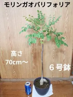 モリンガ オバリフォリア モリンガ苗 スーパーフード 奇跡の樹 野菜