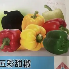 파프리카, 여러 가지 빛깔의 피망 씨앗 10개
