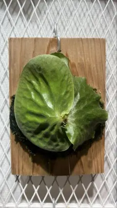 2025年最新】エレファントティス 胞子の人気アイテム - メルカリ