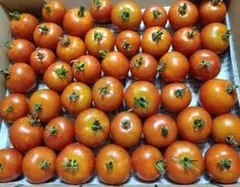 翌日着地域限定！注文順収穫!自然肥料のみ！完全無農薬！こだわりのミニトマトのサムネイル