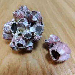 湘南　フジツボ　貝殻　オブジェ　インテリア　大小2個セット　漂着物