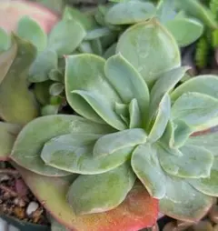 多肉植物　ルエラ　抜き苗