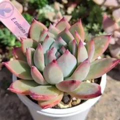 colorata Nahuara ナウアラ　実生苗　エケベリア　多肉植物 ⑩ 2026年最新】コロラータ ナウアラの人気アイテム - メルカリ