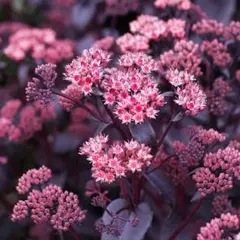 サクラサク様 リクエスト 2点 まとめ商品