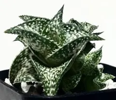 2025年最新】アロエ ハイブリッドの人気アイテム - メルカリ