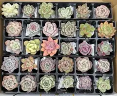 多肉植物　小苗30種類セット　カット苗