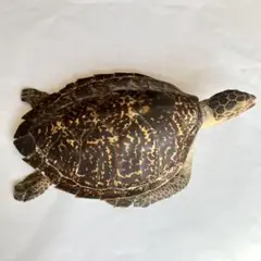 タイマイ剥製　国際希少野生動植物種登録票有　匿名配送　送料込み