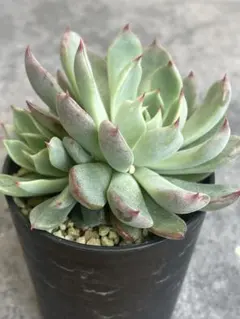 2025年最新】赤鬼おらいさんの人気アイテム - メルカリ