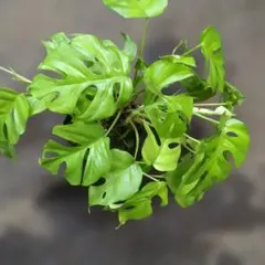 発根開始】ヒメモンステラ カット苗 7葉 葉割れ多数 観葉植物 - メルカリ
