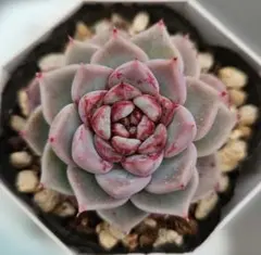 みぃまぃ様 リクエスト 4点 まとめ商品