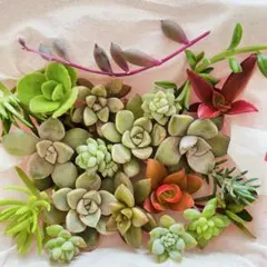 ①寄せ植えセット カット苗 詰め合わせ 多肉植物