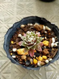 バニラシフォン センペルビウム 抜き苗 多肉植物 - メルカリ