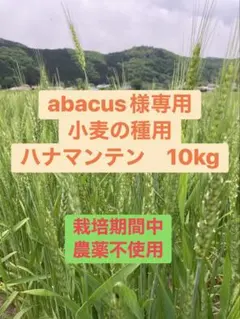 【abacus様専用】小麦の種用　ハナマンテン10kg 令和7年度