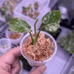 MONSTERA DEVILMONSTERモンステラ デビルモンスター ミドル茎 - メルカリ