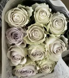 2026年最新】希少バラ苗の人気アイテム - メルカリ