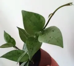 クローニアナシルバー 苗 斑入り ホヤ 多肉植物 園芸花壇 沖縄/観賞緑