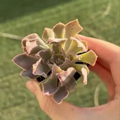 シャビアナ　原種　エケベリア 多肉植物