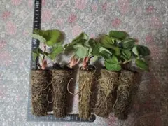 2025年最新】苺苗の人気アイテム - メルカリ