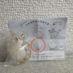 うちの子のけだまだま 犬 柴犬