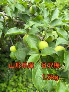 山形県産 谷沢梅 1.5kgのサムネイル