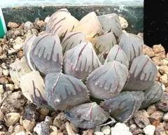 極上班‼️多肉植物 ハオルチア オブツーサ錦 水中月錦 抜き苗１１６