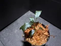 エキノドルス リオ イプサバ 水中葉 - メルカリ