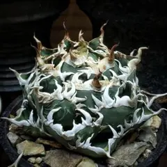 2025年最新】海王 アガベの人気アイテム - メルカリ