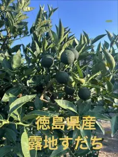完全無農薬 すだち 7キロ 箱込み - メルカリ