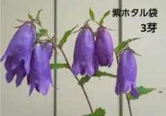 ヨッチャン様 リクエスト 2点 まとめ商品