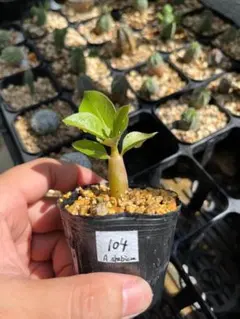 タリナム パニクラーツム 塊根植物 コーデックス 実生苗 2.5号 - メルカリ
