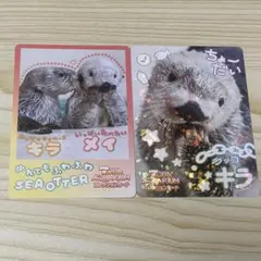 鳥羽水族館コレクションカード vol.2 レア メイ ちゃん ラッコ セット