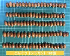 どんぐり【シラカシ】100個　秋　製作(煮沸消毒天日干し済み)