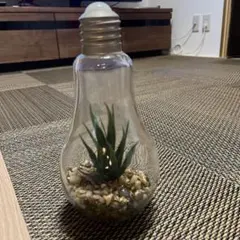 電球型インテリアライト Terrarium