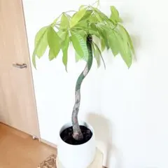 2025年最新】パキラレモンライムの人気アイテム - メルカリ