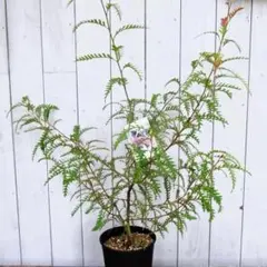 アトラスシーダーグラウカペンデュラ 苗 - メルカリ