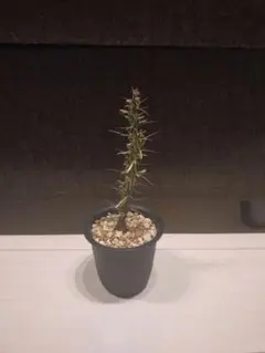 2026年最新】プルプシーの人気アイテム - メルカリ