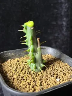 MM3 アデニア アクレアータ 塊根植物 コーデックス - メルカリ