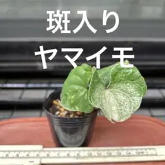 2025年最新】自然薯 苗の人気アイテム - メルカリ