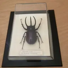 2026年最新】昆虫 標本 販売の人気アイテム - メルカリ