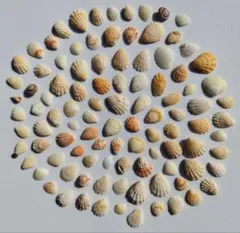 天然貝殻100個セット まとめ売り ハンドメイド素材 工作　Shell【329】