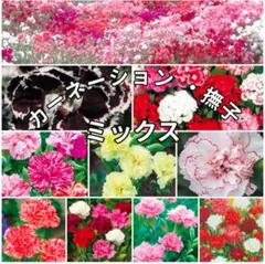 珍しい品種も​ᰔ《カーネーション・ダイアンサス・撫子 種カラフルミックス》花の種
