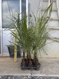 カナリーヤシ 約:90cm【フェニックス/ヤシの木/観葉植物/ロック】18 カナリーヤシ 約:90cm【フェニックス/ヤシの木/観葉植物/ロック】18