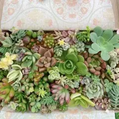 ☆多肉植物　セダムカット苗詰め合わせ②のサムネイル