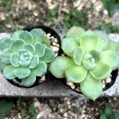 エリ4児ママ様専用 エケベリア 2種⭐︎抜き苗発送