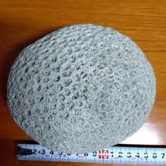 タコノマクラ 棘皮動物 ウニ カシパン たこのまくら 棘付き① - メルカリ