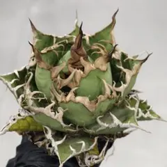 2025年最新】白犀牛の人気アイテム - メルカリ