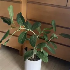 【現物発送】2026運気上昇☆コンパクトなのに樹形太さ◎フィカス・ベンガレンシス 2026年最新】ベンガレンシスの人気アイテム - メルカリ