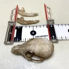 タヌキ　骨格標本