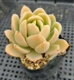 oski様 リクエスト 3点 まとめ商品